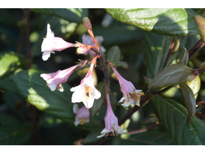 Weigela