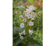 Weigela canadensis Milk & Honey