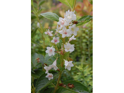 Weigela canadensis