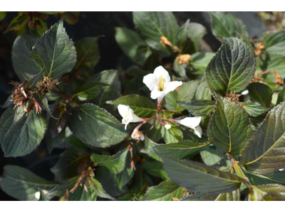 Weigela florida