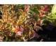 Weigela florida Magical Rainbow ®