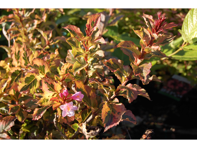 Weigela florida