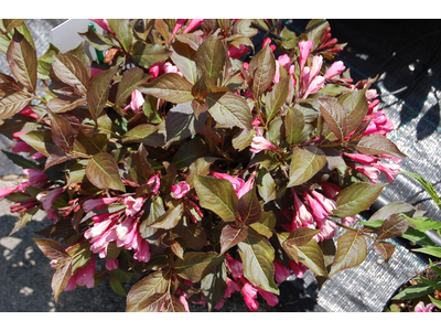Weigela florida