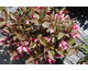 Weigela florida Midnight Wine ®