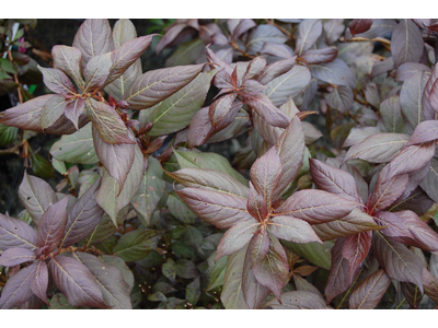 Weigela florida