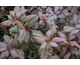 Weigela florida Minor Black ®