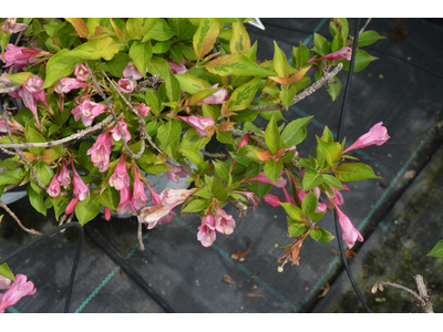 Weigela florida