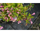 Weigela florida My Monet Sunset