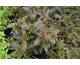 Weigela florida Nain Rouge ®