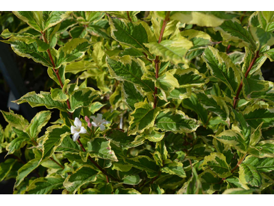 Weigela florida