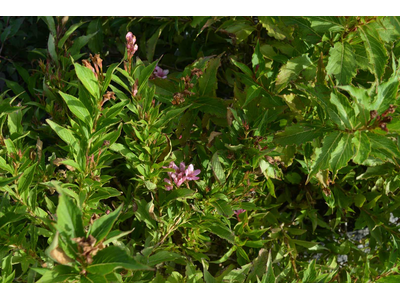 Weigela florida