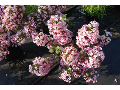 Weigela florida