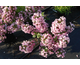 Weigela florida Pink Poppet ®