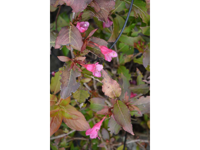 Weigela florida