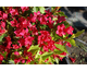 Weigela florida Red Prince