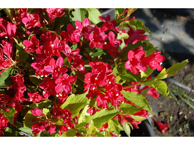 Weigela florida