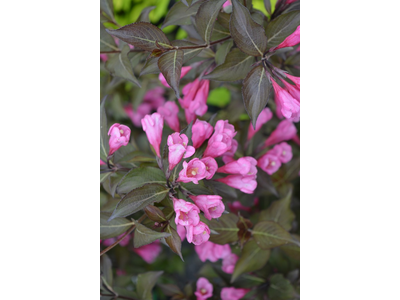 Weigela florida