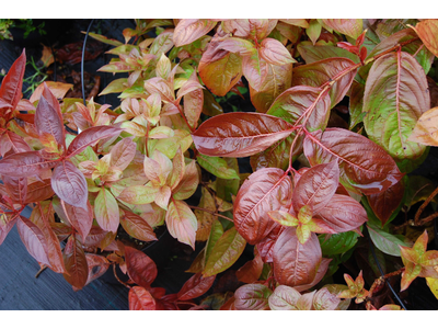 Weigela florida