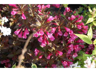 Weigela florida