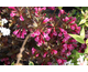 Weigela florida Alexandra ®