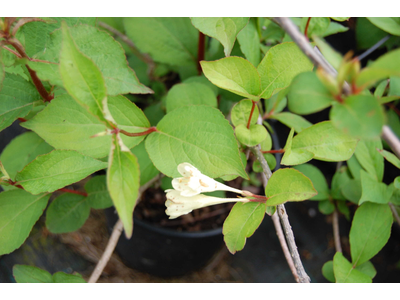 Weigela subsessilis