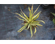 Yucca filamentosa Golden Sword