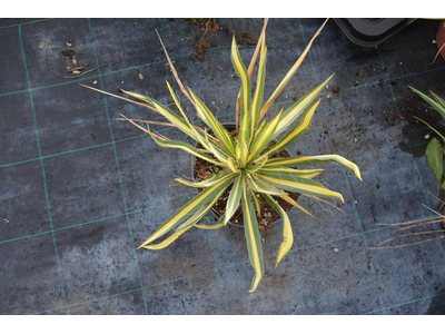 Yucca filamentosa