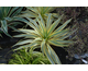 Yucca gloriosa Bright Star ®