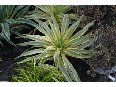 Yucca gloriosa