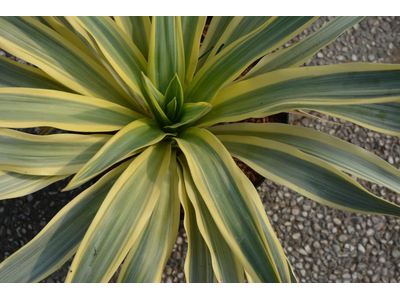 Yucca