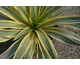 Yucca