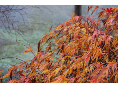 Acer palmatum