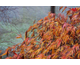 Acer palmatum Shinonome