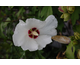 Hibiscus syriacus Lady Stanley