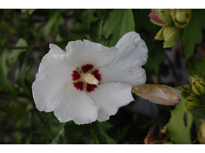 Hibiscus syriacus