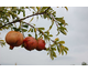 Punica granatum None