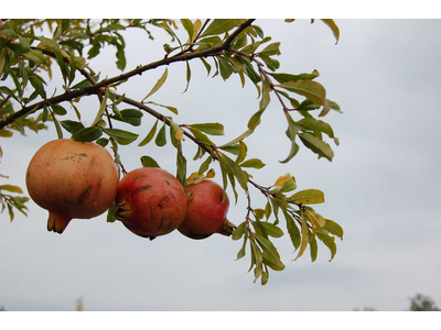 MELOGRANO (Punica granatum)