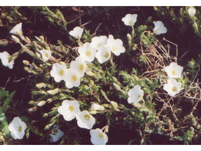 Arenaria montana