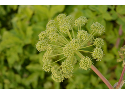 Angelica archangelica