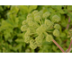 Angelica archangelica 