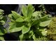 Arnica montana None