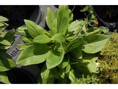 Arnica montana