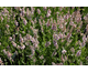 Lavandula angustifolia Ellagance Pink