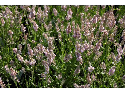 Lavandula angustifolia