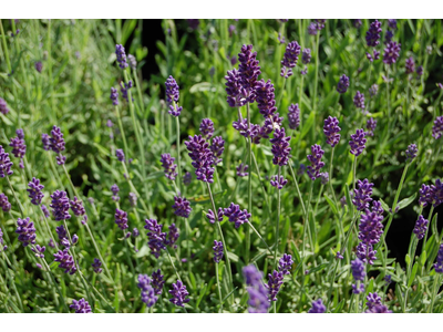 Lavandula angustifolia