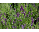 Lavandula angustifolia Hidcote Superior
