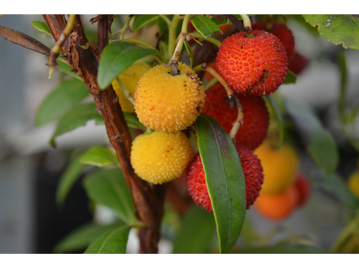 Arbutus unedo