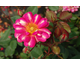Rosa Art Nouveau