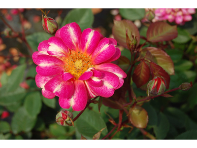 Rosa
