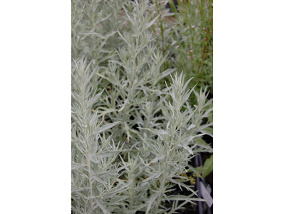 Artemisia ludoviciana